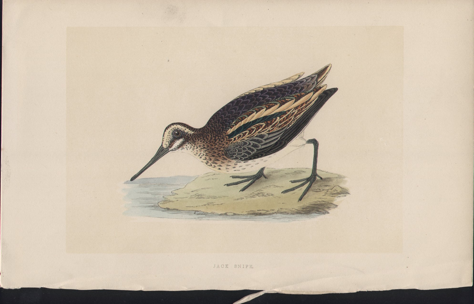 Wood - Jack Snipe - Fawcett